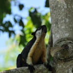 resort khao yai park tour and animal watching