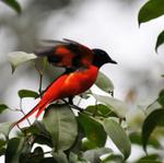 resort khao yai park tour and bird watching