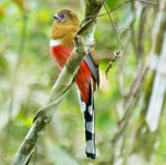 resort khao yai park tour and anima and bird watching