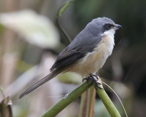 our resort is located in khao yai, khao yai national park is listed as unesco world heritage site