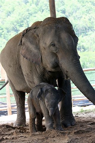 TEFFThai elephant in khao yai