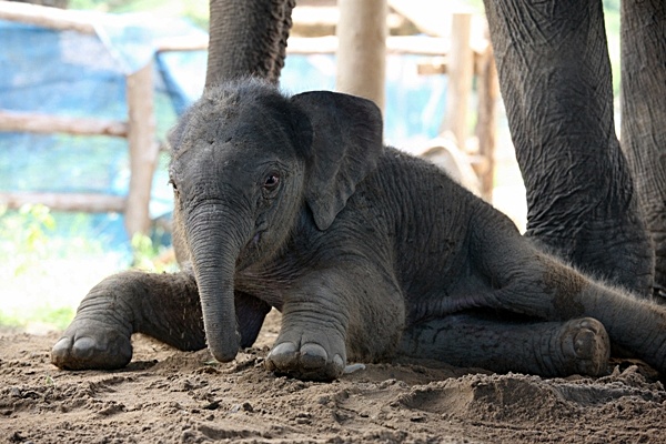 TECC elephant protection center