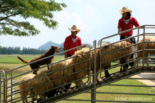 Farm Chockchai tours in khao yai