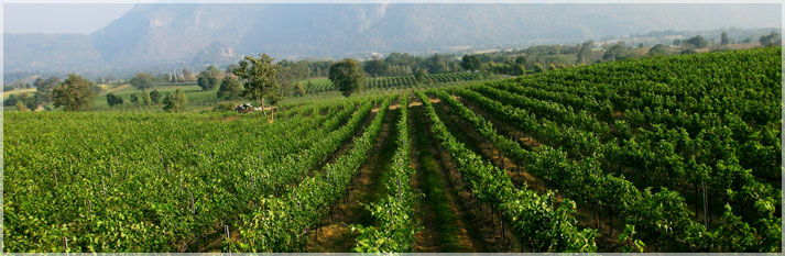 PB Valley vineyard in khao yai